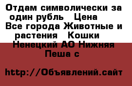 Отдам символически за один рубль › Цена ­ 1 - Все города Животные и растения » Кошки   . Ненецкий АО,Нижняя Пеша с.